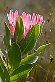 Sugarbush (Protea compacta) in flower