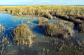 Salt marsh