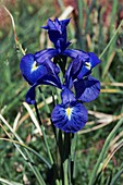 English Iris (Iris latifolia)