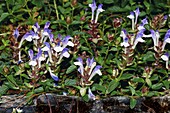 Alpine Skullcap (Scutellaria alpina)