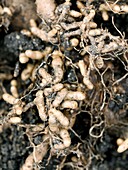 Roots and nitrogen-fixing nodules