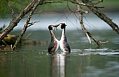 Great crested grebe mating display