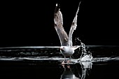 European herring gull taking off