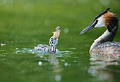 Great crested grebe chick with a crayfish