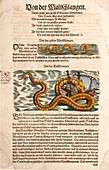 1558 Gessner Sea Serpent & ship full page