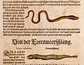 1558 Gessner Baby Sea serpent or eel
