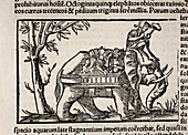 1552 Munster's War Elephant of India