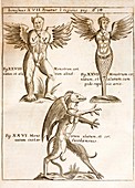 1662 Schott Demons