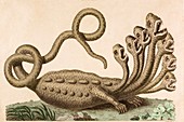 The Hamburg Hydra Linnaeus' revealed fake