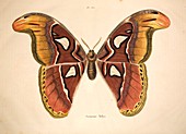1797 Atlas Moth illustration
