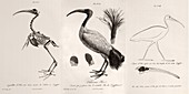 1812 Egyptian Ibis & Cuviers evolution