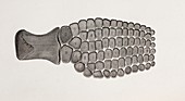 Ichthyosaur paddle Everard Home 1819