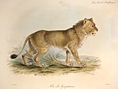 1835 Maneless Indian Lion by Edward Lear