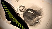 1855 Wallace & Rajah Brooke's Birdwing
