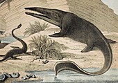 1862 Hawkin's Icthyosaur & Plesiosaur