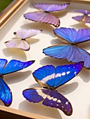 Case of Blue Morpho Butterflies
