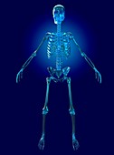 Human male skeleton,artwork