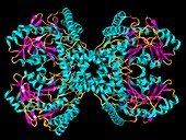 Selenocysteine synthase enzyme molecule