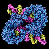 Transposase enzyme and DNA complex