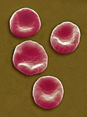 Red blood cells,SEM