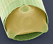 Diatom shell,SEM