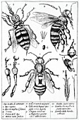Bee anatomy,historical artwork