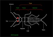 Arthropod anatomy,diagram