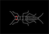 Arthropod anatomy,artwork