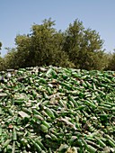 Bottle Recycling Crete