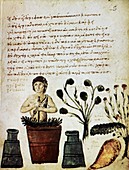 Herbal medicine,10th century