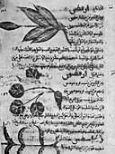 Herbal medicine,8th century