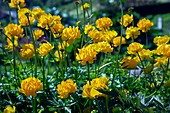 Ranunculus sp. flowers