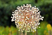 Ornamental Onion (Allium sp.)