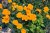 Californian Poppy (Eschscholzia sp.)