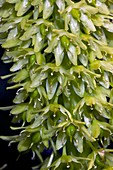 Pineapple Lily (Eucomis autumnalis)