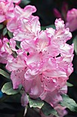 Rhododendron flowers
