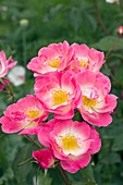 Rose (Rosa 'Erfurt')