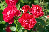 Rose (Rosa 'Hamburger Phonix')