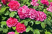 Rose (Rosa 'Sophy's Rose Auslot')