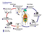 Leishmaniasis protozoan life-cycle