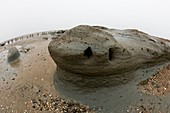 Coastal boulder clay