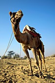 Dromedary camel