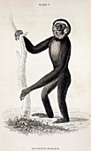 1833 Jardine Hylobates hoolock gibbon