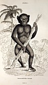 1833 Jardine Plate 1 'Black orang' chimp