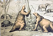 1862 Giant Ground Sloth Megatherium
