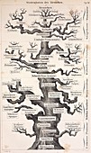 1874 Haeckel first full 'tree of life'