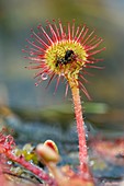 Drosera rotundifolia digesting an insect