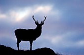 Red deer stag