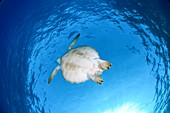 Green sea turtle