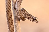 juvenile Montpellier snake